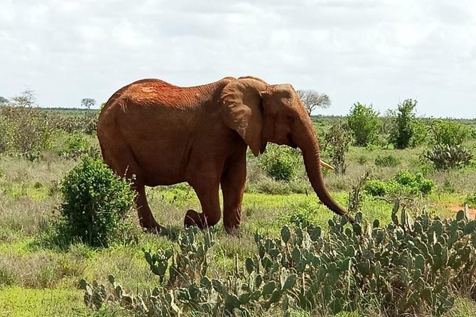 1 Day Tsavo East Safari ( Minimum 2 Pax) - Tips for Travelers