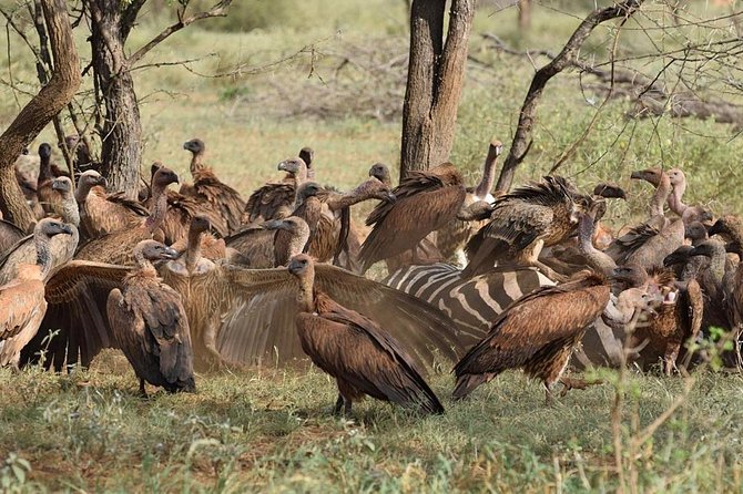 1 Day Tsavo East Safari ( Minimum 2 Pax) - Questions About Your Stay