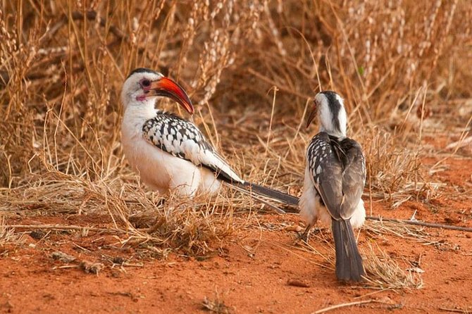 1 Day Tsavo East Safari ( Minimum 2 Pax) - Booking Your Stay