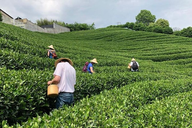 1-Day Village Tea Picking, Roasting & Serving Guided Private Tour From Hangzhou - Customer Reviews