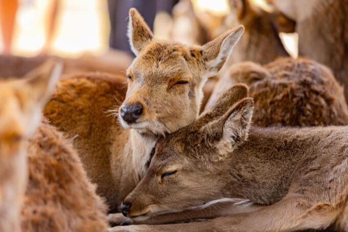 1-Day Walking Tour in Nara: Palace, Deer and Inkstick - Todaiji Temple and Giant Buddha