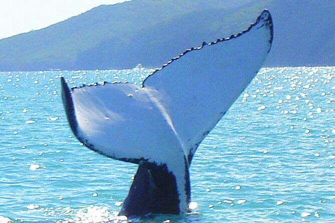 1-Day Whitsunday Islands Cruise: Whitehaven Beach and Hill Inlet - Pickup and Meeting