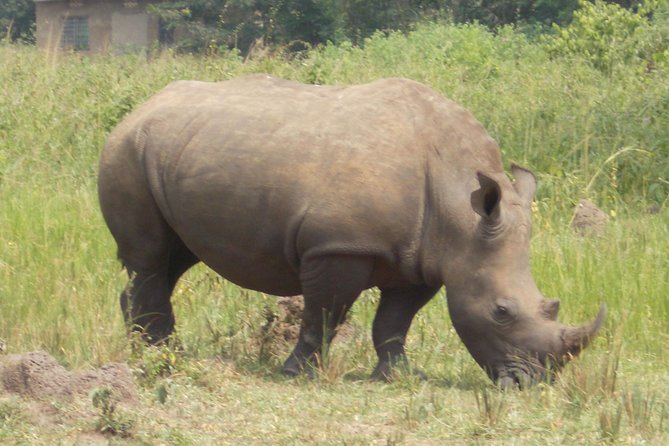 1 Day Ziwa Rhino Tracking Trip - Trip Overview