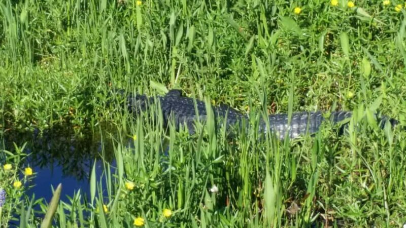 1 Hour Airboat Everglade Tour - Introduction: What to Expect from the 1-Hour Airboat Tour