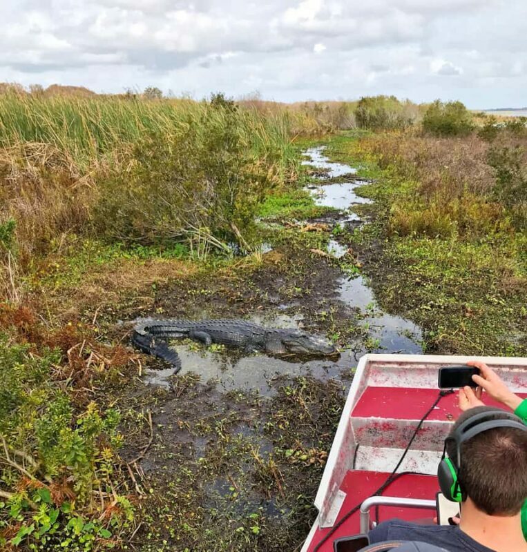 1 Hour Airboat Everglade Tour - The Wildlife Encounters: What Youll Likely See