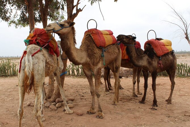 1-Hour Camel Ride and 1-Hour Quad Bike Ride in Marrakech. - Cancellation and Refund Policy