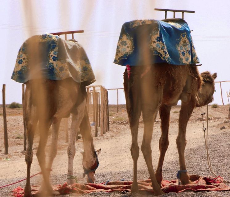 1 Hour Camel Riding in the Palm Grove - Pricing and Booking