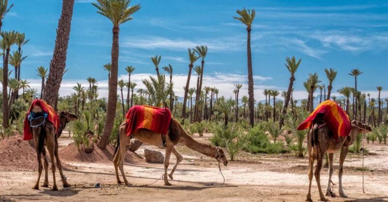 1 Hour Camel Riding in the Palm Grove - Highlights of the Experience