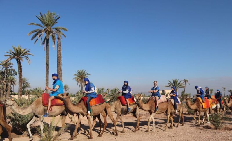 1 Hour Camel Riding in the Palm Grove - What to Expect During the Tour