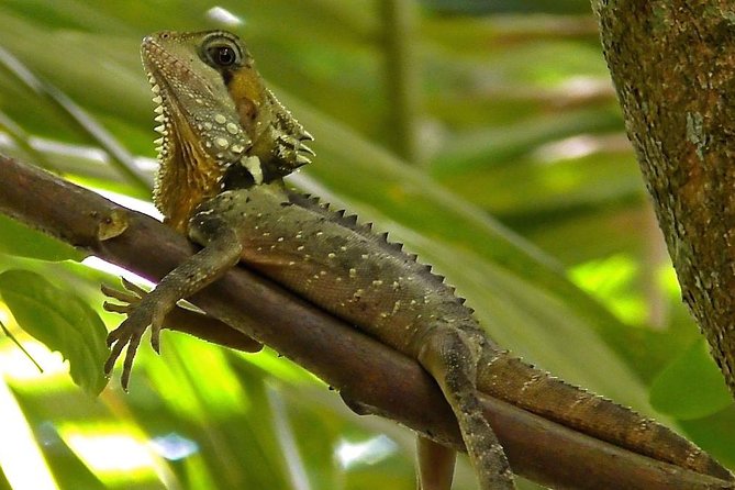1-Hour Daintree River Wildlife Cruise - Meeting & End Point