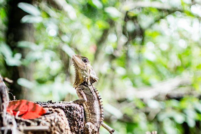 1-Hour Daintree River Wildlife Cruise - Encountering Wildlife
