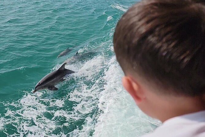 1 Hour Dolphin Dash - The Group and Timing