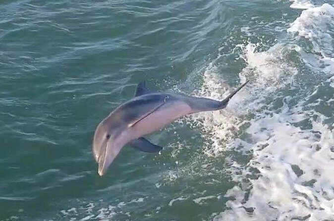 1 Hour Dolphin Dash - FAQs