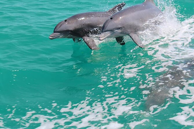1-Hour Dolphin Sightseeing Adventure Cruise From Madeira Beach - Dolphin Sightings and Activities