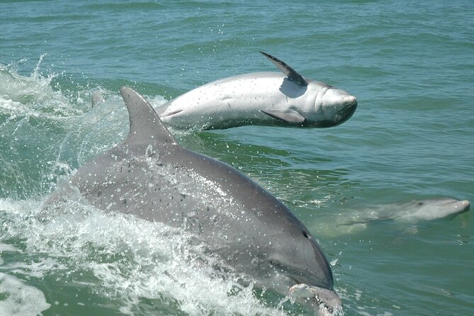 1-Hour Dolphin Sightseeing Adventure Cruise From Madeira Beach - Amenities and Features