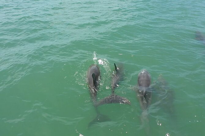 1-Hour Dolphin Sightseeing Adventure Cruise From Madeira Beach - Inclusions for the Cruise