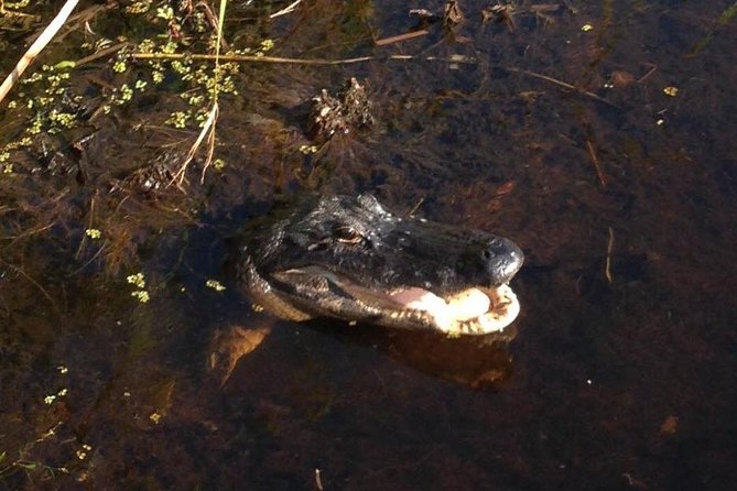 1-Hour Evening Airboat Ride - Spotting Nocturnal Wildlife