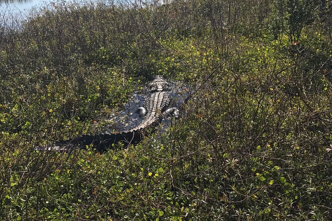 1 Hour Everglades Airboat Tour Central Florida - Wildlife Sightings