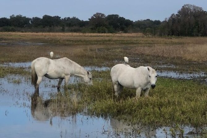 1 Hour Everglades Airboat Tour Central Florida - Meeting Point and Accessibility