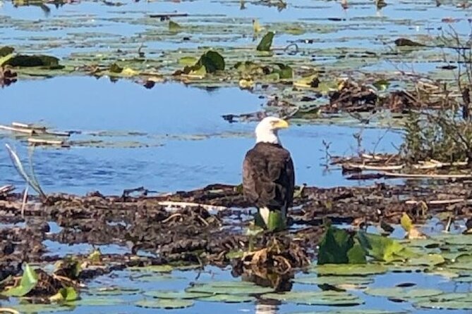 1 Hour Everglades Airboat Tour Central Florida - Booking and Cancellation Policy