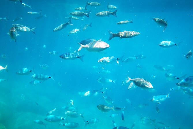 1-Hour Guided Semi-Submarine Tour to Isola Bella - Aboard the Air-Conditioned Vehicle