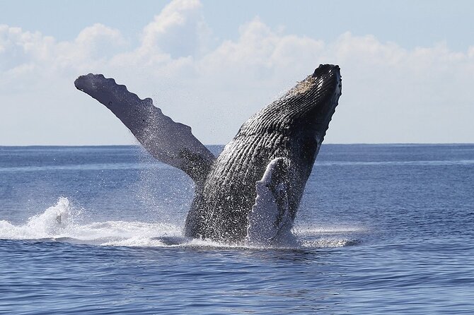 1 Hour Guided Whale Watching Cruise Experience in Waikiki - Key Points