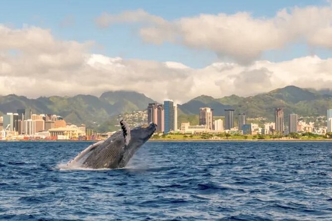 1 Hour Guided Whale Watching Cruise Experience in Waikiki - Meeting and Check-in Information