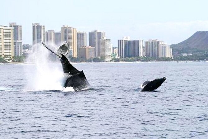 1 Hour Guided Whale Watching Cruise Experience in Waikiki - What to Bring and Prepare