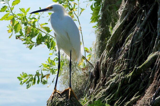 1 Hour Historical Wildlife Tour of The Famous Chain of Lakes - Guest Accessibility and Amenities