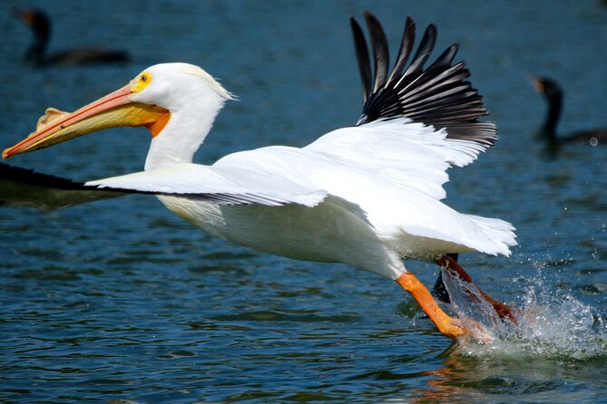 1 Hour Historical Wildlife Tour of The Famous Chain of Lakes - Connecting With the Tour Hosts