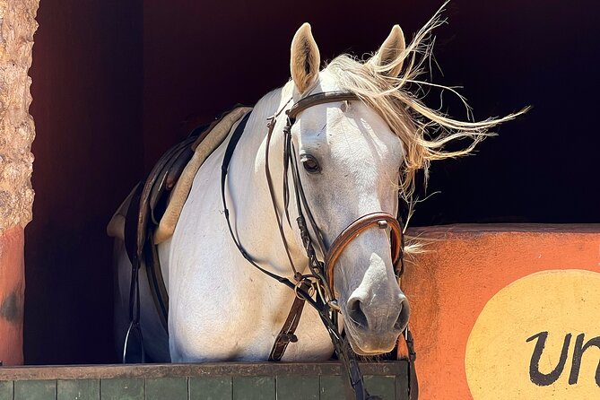 1 Hour Horse Ride on the Beach of Essaouira - Restrictions and Cancellation