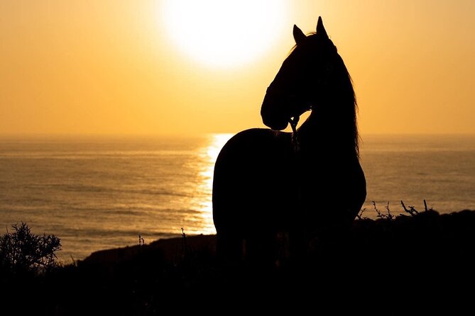 1 Hour Horse Ride on the Beach of Essaouira - Rider Weight Limit