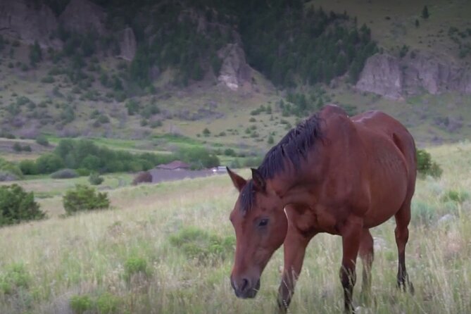 1-Hour Indoor Activity Horsemanship - What to Expect
