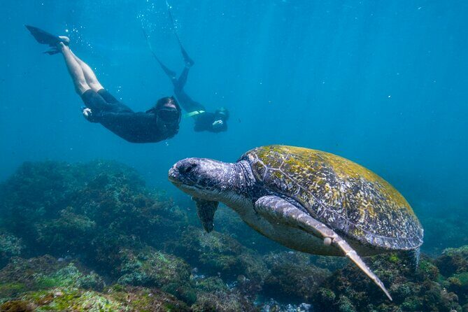 1 Hour Jet Ski Island Safari to South Stradbroke Island - Wildlife and Scenic Highlights