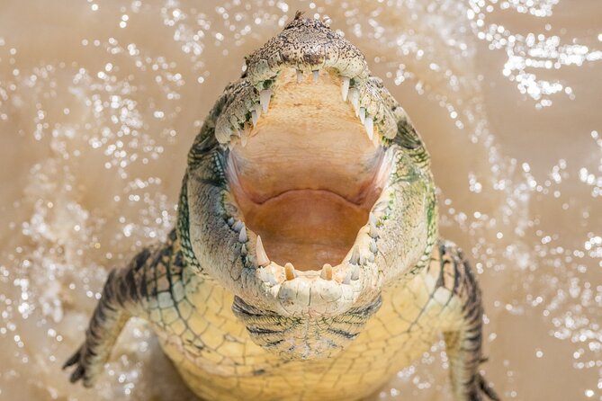 1 Hour Jumping Crocodile Cruise on the Adelaide River - Indigenous Ownership and Endorsement