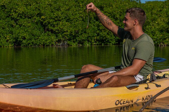 1 Hour Mangrove Kayak Tour - Key Points