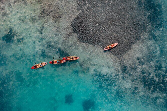 1 Hour Mangrove Kayak Tour - A Deep Dive into the Mangrove Kayak Tour Experience