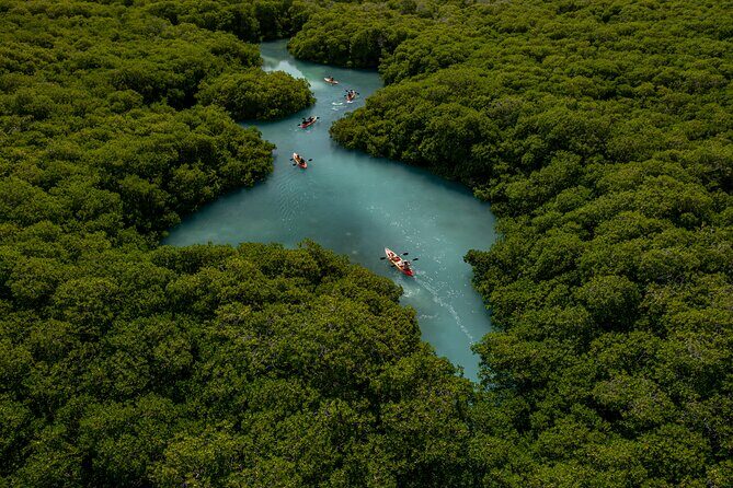 1 Hour Mangrove Kayak Tour - Final Thoughts