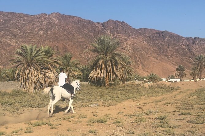1 Hour Private Horse Riding in Madinah - Key Points