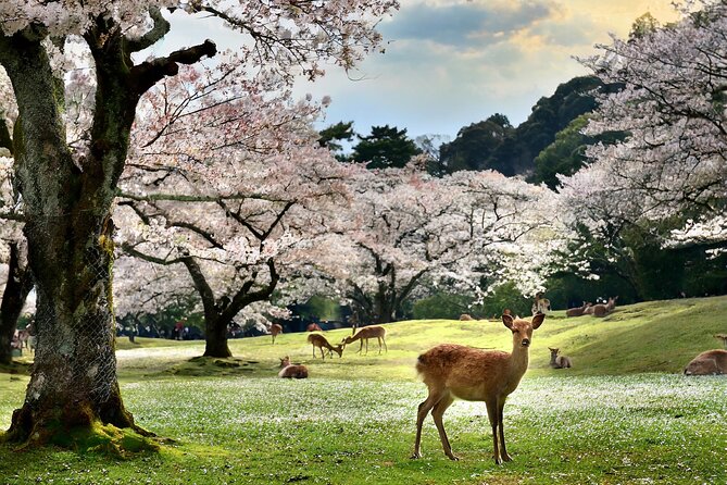 1 Hour Private Photoshoot in Nara - Photography Details