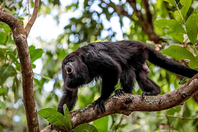 1-Hour Private Sloth Tour in the Rainforest From Costa Rica - Meeting and Logistics