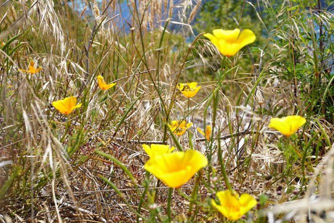 1-Hour Ruby Island Cruise and Walk From Wanaka - Guest Reviews and Feedback