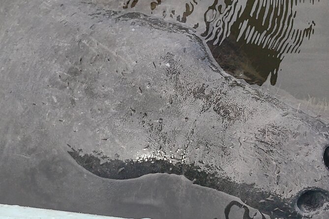 1-Hour Single Kayak Rental With Manatee & Dolphin Sightings - Key Points
