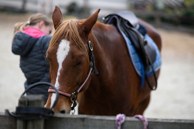 1-Hour Small-Group Horseback Riding Guided Activity From Ljubljana - Group Size and Pricing
