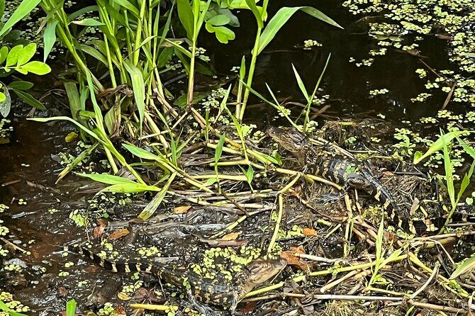 1 Hour Sunset Airboat Tour - Scenic & Sunset Views
