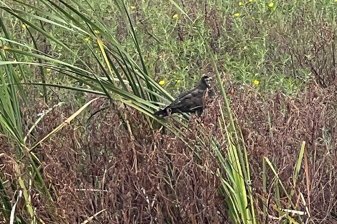 1 Hour Sunset Airboat Tour - Practical Details to Know