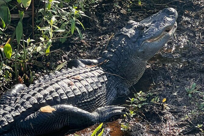 1 Hour Sunset Airboat Tour - The Experience in Perspective