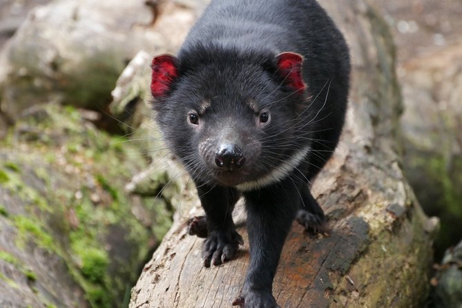 1-Hour Tasmanian Devil Feeding Day Tour at Cradle Mountain - Exclusive Feeding Experience