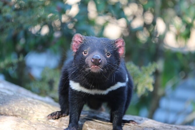 1-Hour Tasmanian Devil Feeding Day Tour at Cradle Mountain - Positive Guest Reviews