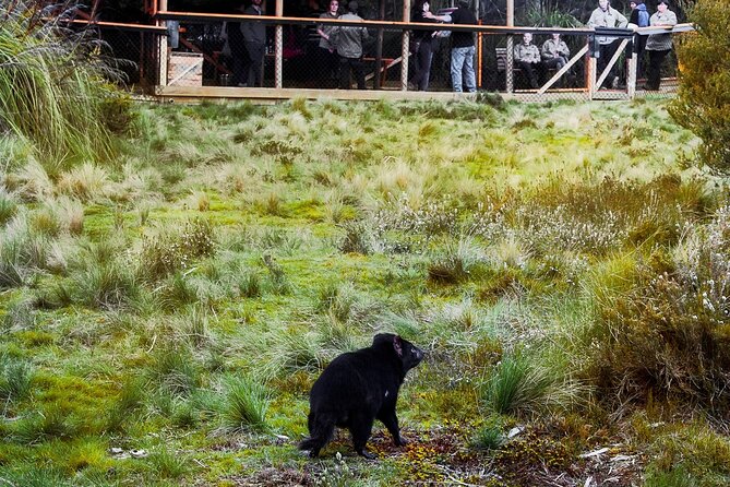 1-Hour Tasmanian Devil Feeding Day Tour at Cradle Mountain - Visitor Transportation and Accessibility